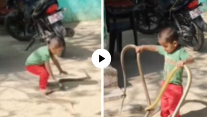 संपूर्ण साप समाज घाबरलेला आहे! घराच्या अंगणात सापांना पाहताच चिमुकल्याने असं काही केलं… पाहून सर्वच हादरले; Video Viral