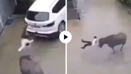 बैलाचा माणसावर भयंकर हल्ला, आधी शिंगांनी हवेत उडवलं मग पायाने तुडवलं; घाबरून लपला गाडीच्या खाली अन्… Video Viral