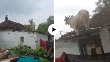 भटक्या कुत्र्यांच्या भीतीने गाय घाबरली, उंच उडी मारली अन् थेट छतावरच जाऊन उभी राहिली; मजेदार Video Viral