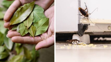 घरात जागोजागी दिसतायेत फक्त झुरळंच झुरळ? कानाकोपऱ्यात दडून बसलेत, मग स्वयंपाकघरातील या पानांची घ्या मदत