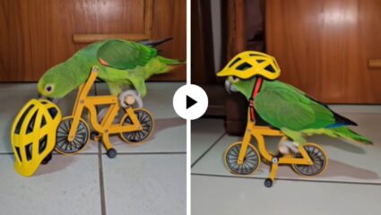 पोपट रॉक, युजर्स शॉक! हेल्मेट घातलं, सायकलवर बसला अन् पेडल मारत संपूर्ण घरभर फिरला… पाहून सर्वच झाले चकित; Video Viral