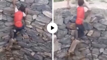 स्वतःचा जीव धोक्यात घालून, श्वानाला वाचवले! थेट विहरीतच मारली उडी अन् काठाशी आला खरा पण शेवटी घातक ठरली एक चूक… Video Viral