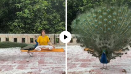 योगा करताना महिलेच्या समोर प्रकट झाला भारताचा राष्ट्रीय पक्षी मोर; कॅमेरा पाहताच पिसारा फुलवू लागला अन् मंत्रमुग्ध करणारा Video Vi