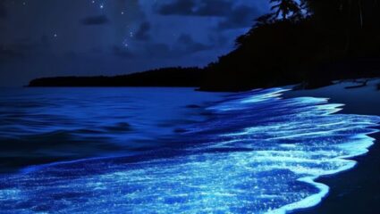 भारतातील असे काही अद्भुत बीच जिथे अनुभवता येतो अविस्मरणीय अनुभव; चांदण्याप्रमाणे चमकत इथल पाणी