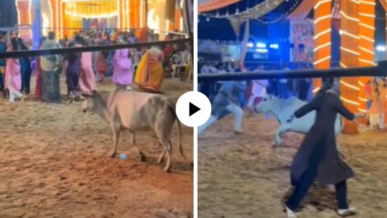 वाइल्ड कार्ड एंट्री असावी तर अशी…! भरगरब्यात गाईने धरला ठेका, गोल गोल फिरली अन् पाहून लोकांनीही लुटली मजा; Video Viral