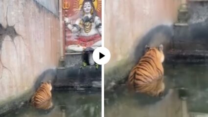 जीवनाला कंटाळली सिंहीण थेट देवाला गेली शरण… पाण्यात बसून एकटक बघत राहिली, हात जोडले अन्… मजेदार Video Viral