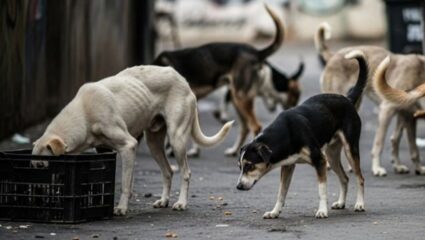 Karjat News : शहरात भटक्या कुत्र्यांचा उच्छाद; नगरपरिषद मात्र मूग गिळून गप्प
