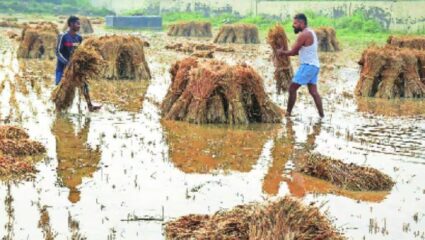 अतिवृष्टीग्रस्त शेतकऱ्यांच्या मदतीसाठी ६८९ कोटी रुपयांचा निधी मंजूर