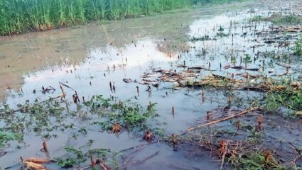 शेतकऱ्यांना सरकारने तात्काळ भरीव मदत द्यावी, अन्यथा…; काँग्रेसच्या बड्या नेत्याचा इशारा