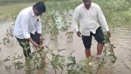 Solapur : अस्मानी संकटाने शेतकरी हवालदीन; बळीराजाला पावसाचा फटका