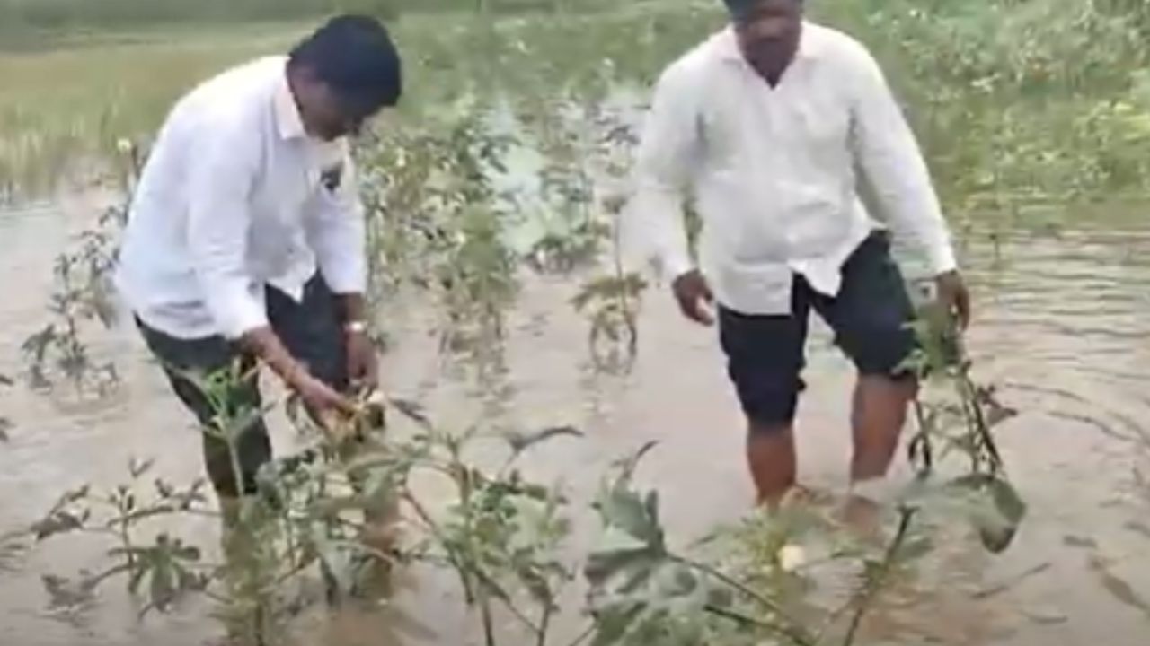Solapur Farmers Stranded Due To Weather Crisis Baliraja Hit By Rain