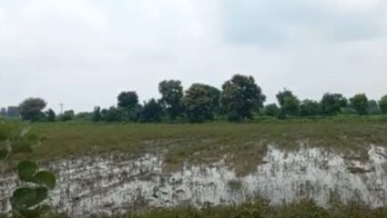 Wardha : हाता तोंडाशी आलेला घास सुद्धा निसर्गाच्या लहरीपणाने नेला हिसकावून; शेतकऱ्यांची आर्त हाक