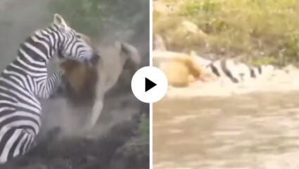 आसमान से गिरे खजूर मे अटके! सिंहाच्या तावडीतून सुटला पण थेट मगरीच्या जबड्यात पडला झेब्रा, थरारक Video Viral