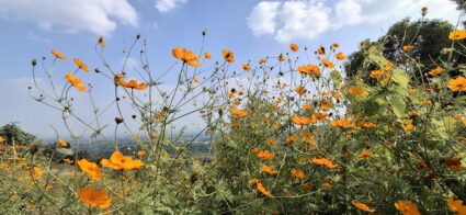 ‘कॉसमॉस’ फुलांच्या सौंदर्याच्या आड पर्यावरणासाठी लपलाय ‘हा’ गंभीर धोका; आक्रमक वनस्पतीमुळे थेट…