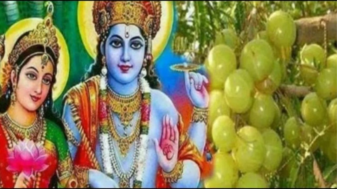 Akshaya Navami 2025: अक्षया नवमीच्या दिवशी आवळ्याच्या झाडाची पूजा करण्याची पद्धत आणि धार्मिक महत्त्व जाणून घ्या