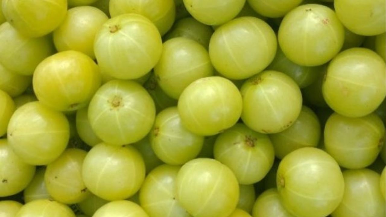 Amla Navami 2025: अमला नवमीच्या दिवशी करा ‘हे’ उपाय, भगवान विष्णूसोबत आरोग्यासह धनधान्यात होईल वाढ