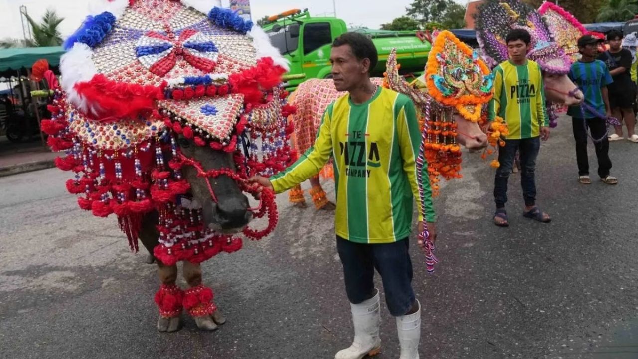 Buffalo Beauty Pageant Thailands Unique Festival Grabs Global Attention