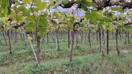 अवकाळी पावसाचा शेतकऱ्यांना फटका; सर्व पीके पाण्याखाली, आता सरकारच्या मदतीकडे डोळा