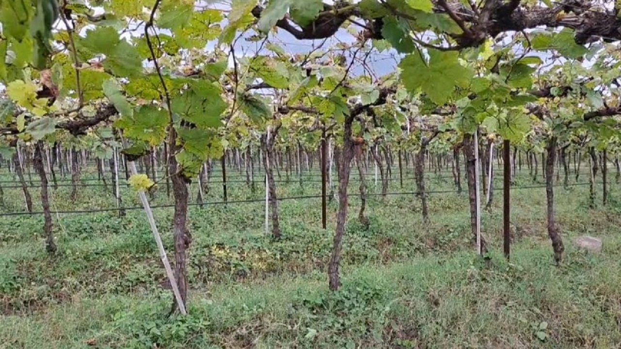 अवकाळी पावसाचा शेतकऱ्यांना फटका; सर्व पीके पाण्याखाली, आता सरकारच्या मदतीकडे डोळा