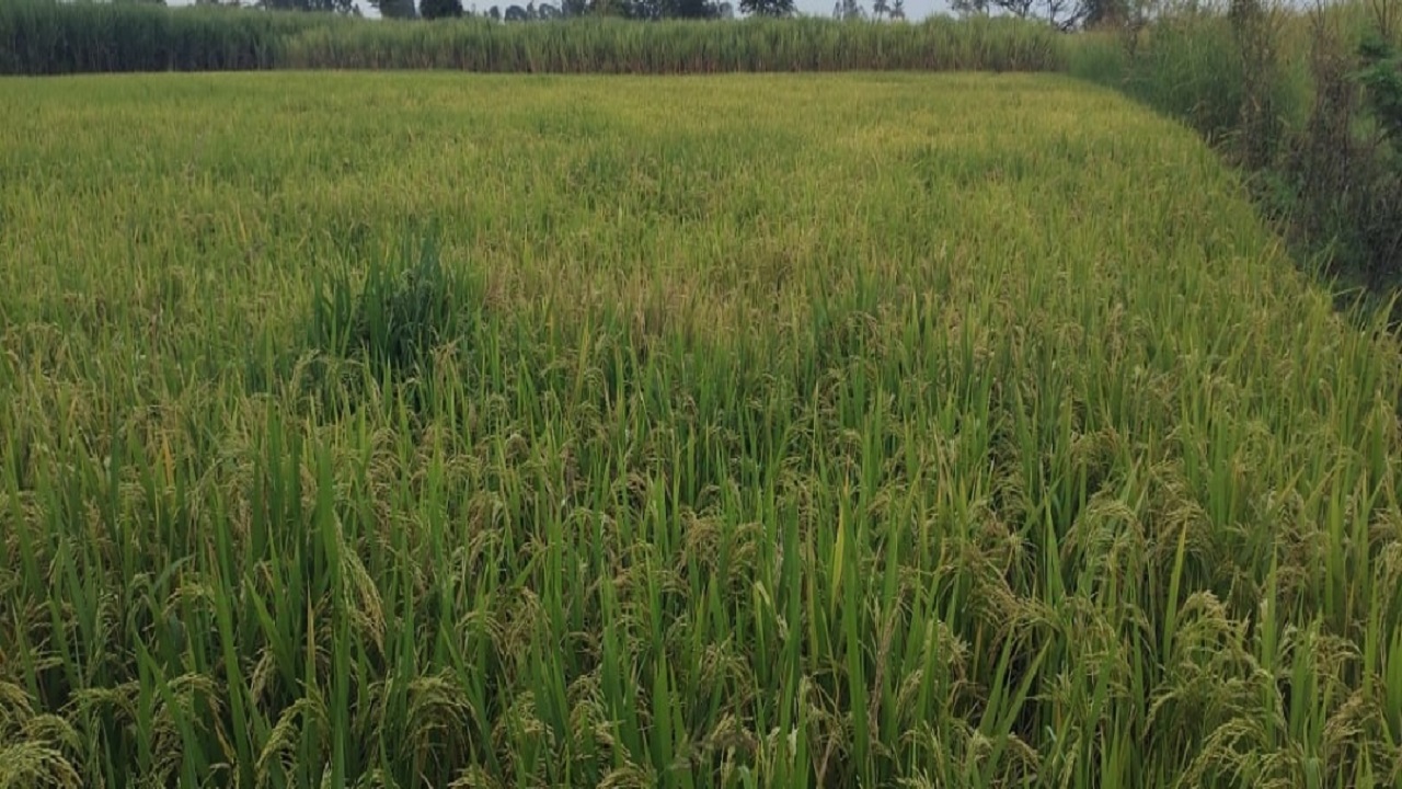 मान्सून संपला तरीही पाऊस सुरु; भात पिकाला वादळी पावसाचा मोठा धोका भात पिकाला वादळी पावसाचा मोठा धोका