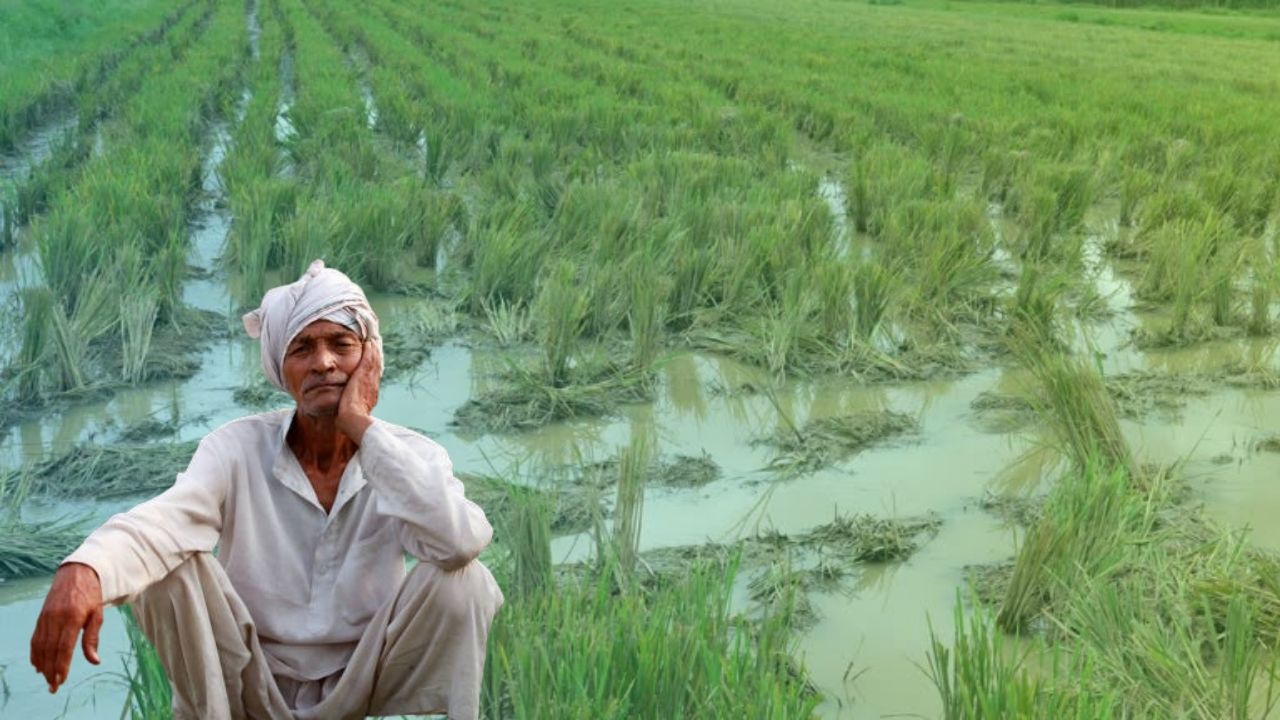 Farmers News: ऐन दिवाळीत शेतकऱ्यांचं निघालं दिवाळं; परतीच्या पावसाने पिकांचा बळी अन् आश्वासनं राहिली वाऱ्यावर Farmers suffer heavy losses due to heavy rains maharashtra shetkari news update