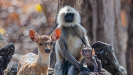 खाऊ घालण्याचा ट्रेंड वन्यजीवांना ठरतोय जीवघेणा! वेफर्स, पिझ्झा, बर्गर, कोल्ड ड्रिंक, फ्रेंच फ्राइज, रोटीने वन्यप्राण्यांचे हाल