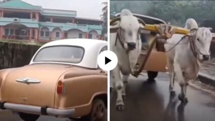 अरे हा काय प्रकार…! मागून अँटिक कार तर पुढून बैलगाडी, Tesla ला ही लाजवेल असं मॉडिफिकेशन… पाहून सर्वच झाले दंग; Video Viral