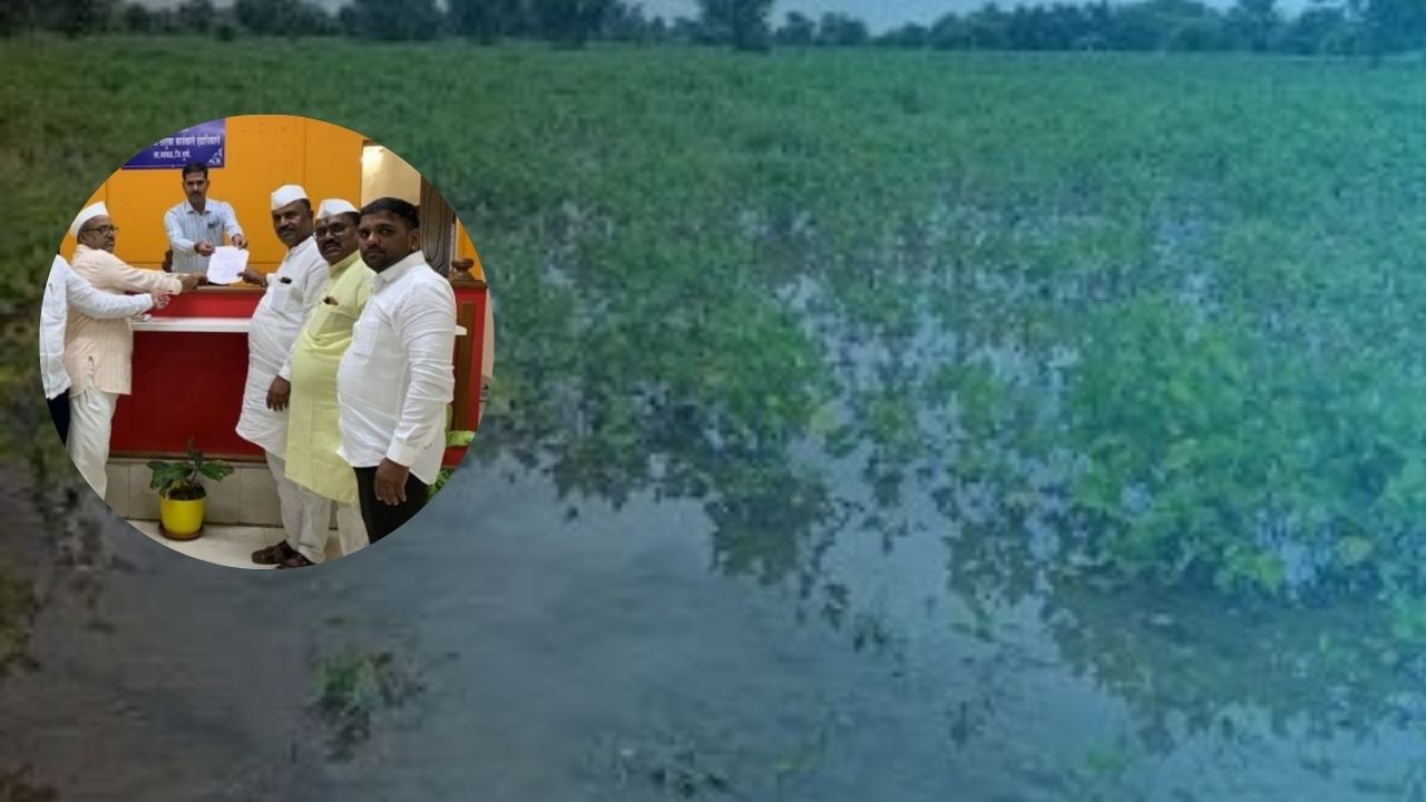 Monsoon News: अवकाळी पावसामुळे भातपिकांचे नुकसान; शेतकऱ्यांना तातडीने नुकसान भरपाई द्या, राष्ट्रवादी काँग्रेसची मागणी