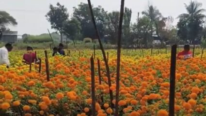 Nashik : दिवाळीत झेंडू फुलांचे भाव अपेक्षेपेक्षा कमी; शेतकऱ्यांना आर्थिक ताण