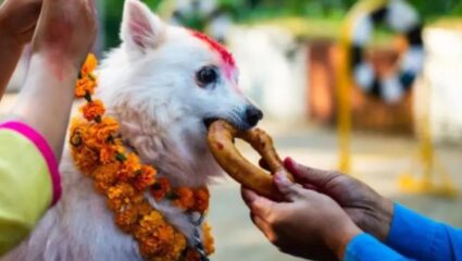 Kukur Tihar: एकीकडे लक्ष्मीपूजन तर दुसरीकडे कुत्र्यांची पूजा; हार घालून देशामध्ये साजरे केले जाते कुकुर तिहार?
