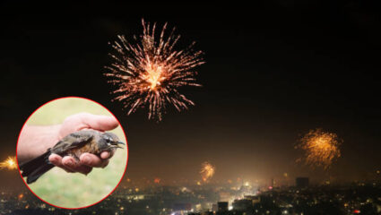 Diwali 2025: दिवाळी सण माणसांसाठी आनंदाचा मात्र पक्ष्यांसाठी ठरतोय ‘कर्दनकाळ’; नेमके कारण काय?