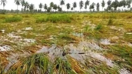 अवकाळीने हिरावला हातचा घास! ‘या’ तालुक्यात 508 शेतकऱ्यांचे…; काही दिवस पाऊस झोडपण्याची शक्यता