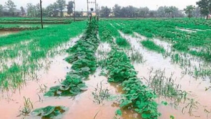 Flood Relief: राज्यातील ‘या’ पूरग्रस्त जिल्ह्यांना १३५६ कोटींची मदत; रक्कम वितरित करण्यास…