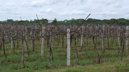 पंढरपूर तालुक्यात ऑक्टोबर छाटणीची धांदल सुरु; दहा ते पंधरा वर्षात द्राक्ष बागांच्या क्षेत्रात मोठ्या प्रमाणात वाढ