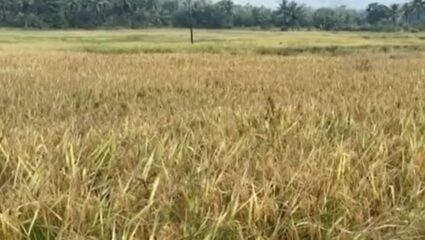 Sindhudurg : सिंधुदुर्गमध्ये अवकाळी पाऊस, भातशेती संकटात