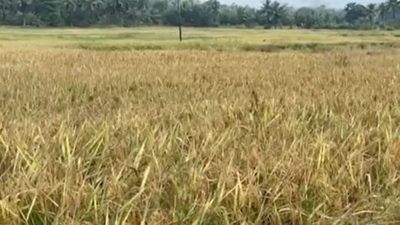 Sindhudurg : सिंधुदुर्गमध्ये अवकाळी पाऊस, भातशेती संकटात Sindhudurg : सिंधुदुर्गमध्ये अवकाळी पाऊस, भातशेती संकटात