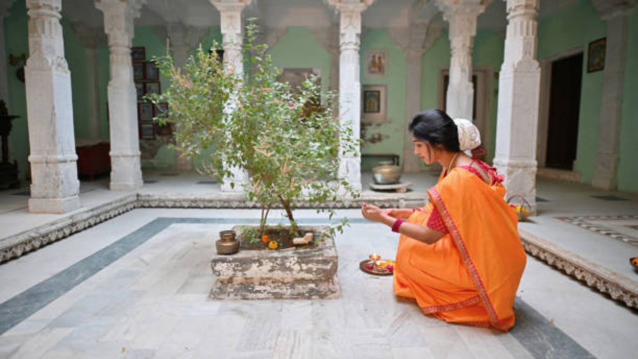 तुळशीची पाने नॅचरल एअर प्यूरीफायर म्हणून काम करतात. यामध्ये अँटीबॅक्टेरियल आणि अँटीमायक्रोबियल गुणधर्म मोठ्या प्रमाणावर आढळून येतात, ज्यामुळे हवेतील हानिकारक बॅक्टेरिया आणि टॉक्सिन्स बाहेर पडून जातात.