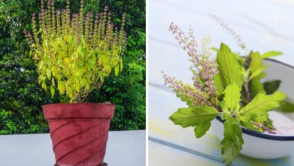 आयुर्वेदिक गुणधर्मांनी समृद्ध असलेल्या तुळशीचे शरीराला होतात भरमसाट फायदे! घरातील हवा कायमच राहील खेळती