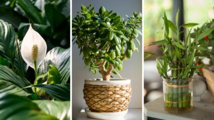 Lucky Plants: दिवाळीनिमित्त घरात लावा ‘ही’ लकी प्लांट्स, सुखसमृद्धीमध्ये वाढ होण्यासोबतच घनाचा होईल वर्षाव