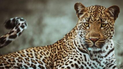 Leopard News : जुन्नर तालुक्यात बिबट्याने अडवली ‘भक्ती’ची वाट…! काकडा आरती भजनासाठी जाण्याऱ्या नागरिकांमध्ये भिती