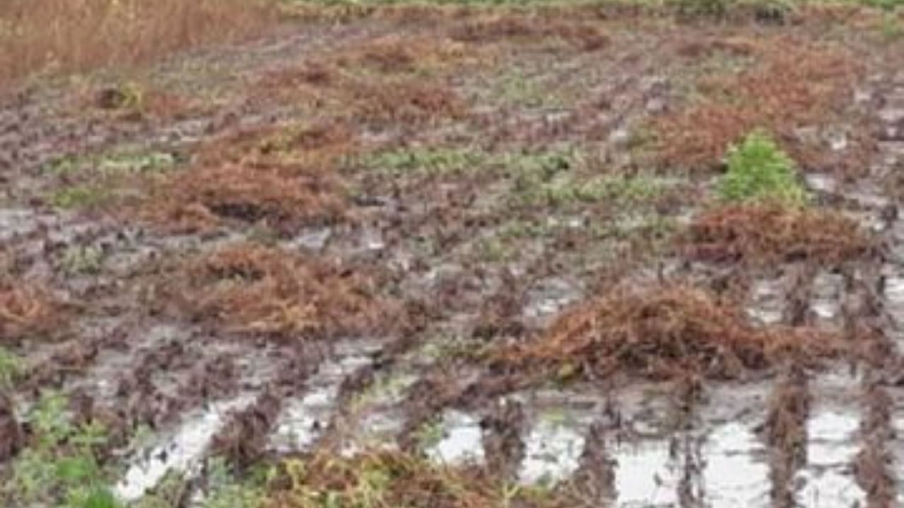 अवकाळीचा डबल फटका! एकीकडे पाऊस, दुसरीकडे मजुरांची टंचाई; शेतमाल वाया जाण्याची भीती