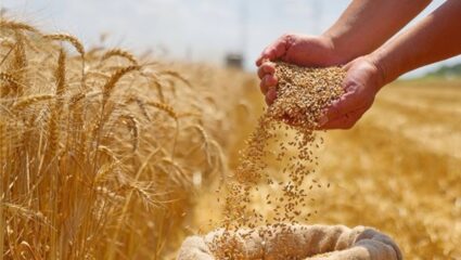 Wheat MSP Hike: दिवाळीपूर्वी शेतकऱ्यांना मोठी भेट! मोदी सरकारकडून गव्हाच्या MPS मध्ये १६० रुपयांची वाढ, आता प्रति क्विंटल होणार…