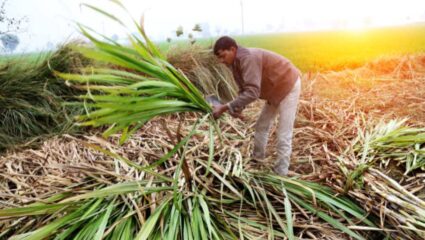 Ahilayangar News: साखर कामगारांसाठी आनंदाची बातमी! 10 टक्क्यांची होणार वेतनवाढ