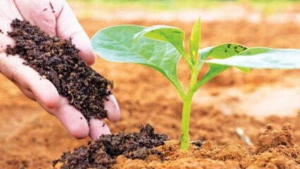 सेंद्रिय शेतीला चालना, 25.30 लाख शेतकऱ्यांना 2,265 कोटींचा फायदा