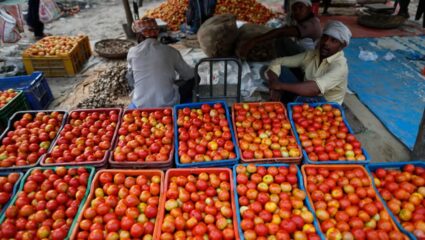 अरे देवा! टोमॅटो 600 रुपये किलो, किमतीत 400 टक्क्यांनी वाढ, 5000 कंटेनर अडकल्यामुळे पुरवठा निम्म्यावर