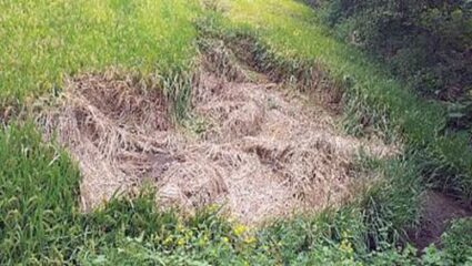 पावसामुळे शेतकरी हवालदिल! भाताच्या शेतीचे मोठे नुकसान , पाऊस कधी थांबणार?