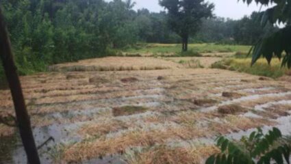 Konkan News : परतीच्या पावसामुळे भातपिकाचे प्रचंड नुकसान, कोकणातील बळीराजा हवालदिल