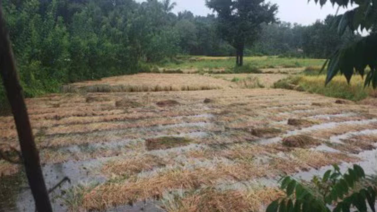 Konkan News : परतीच्या पावसामुळे भातपिकाचे प्रचंड नुकसान, कोकणातील बळीराजा हवालदिल