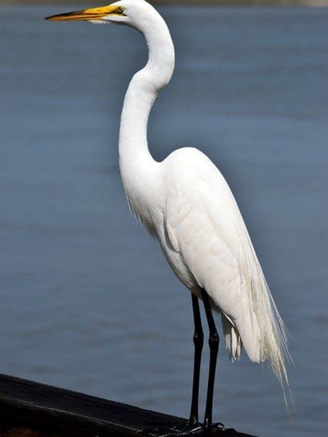 बगळा किती वर्ष जगतो?