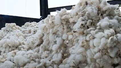 Dhule News : ‘पांढरे सोनं’ झाले ओझं! उत्पादन घटामुळे शेतकरी आर्थिक संकटात